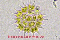 Zackenrädchen - Pediastrum sp.