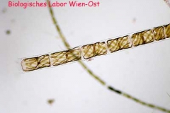 Sirogonium sp.