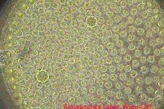 Wimperkugel - Volvox sp.