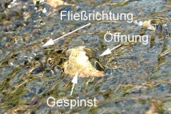 Gespinst einer Köcherfliegenlarve - Hydropsyche