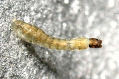 Kriebelmückenlarve - Simuliidae